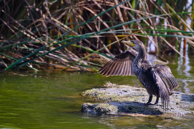 Cormoran néotropique Phalacrocorax brasilianus