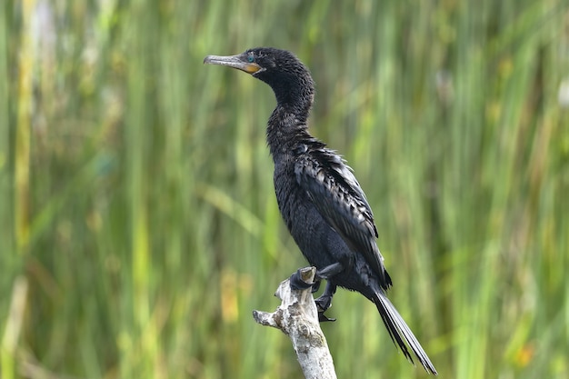 Cormoran néotropique