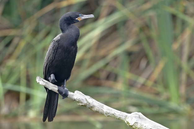 Cormoran néotropique