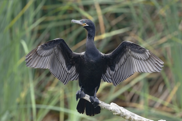 Cormoran néotropique