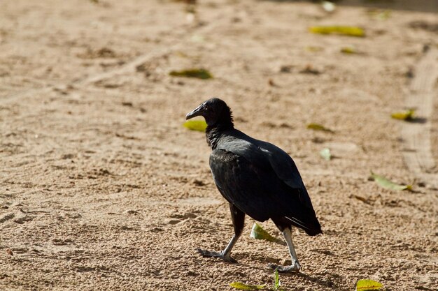 Photo un cormoran perché sur le sol