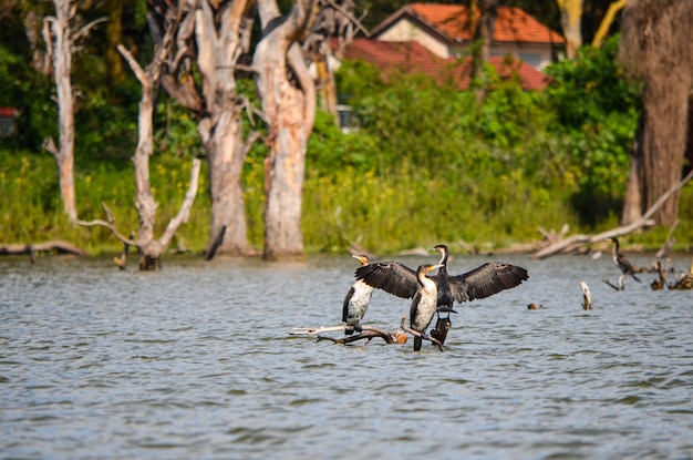 Les cormorans aux ailes déployées assis sur une branche sèche par le lac Naivasha Kenya Afrique