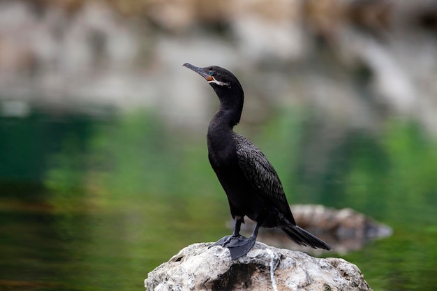 Photo des cormorans filmés dans la péninsule du yucatan