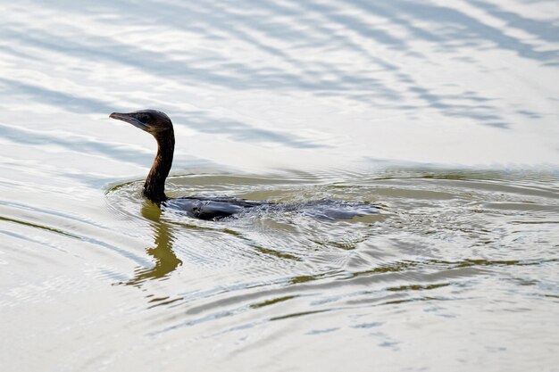 Photo des cormorans nageant dans la forêt de mangroves marines