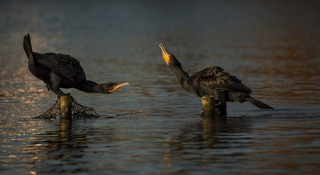 Des cormorans perchés sur des poteaux de bois au milieu de la mer