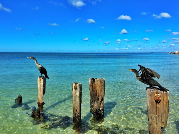 Photo des cormorans sur des poteaux de bois contre le ciel