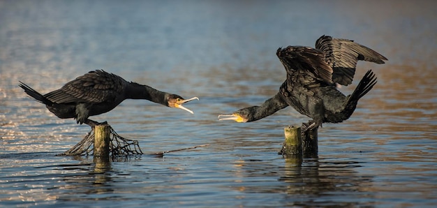 Des cormorans sur des poteaux de bois