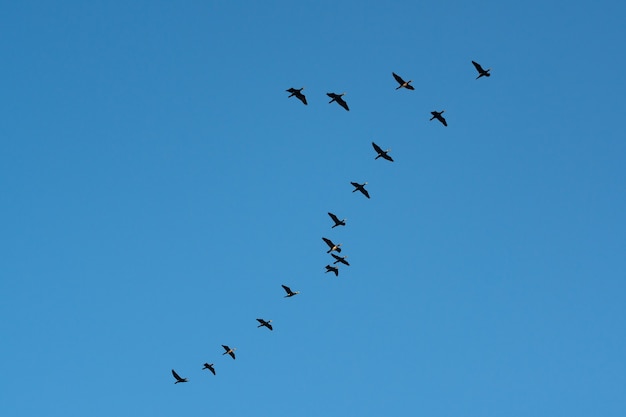 Cormorans volants contre le ciel bleu