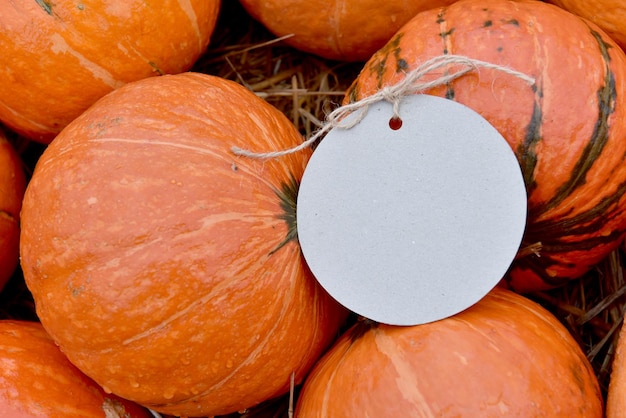 Corne d'abondance de la récolte d'automne. Fruit de citrouille en saison d'automne pour halloween et action de grâces.