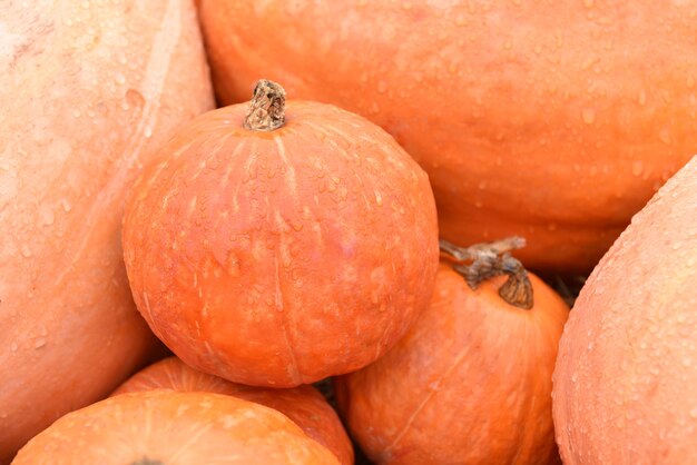 Corne d'abondance des récoltes d'automne. Citrouille en automne. Pour l'événement de décoration de Thanksgiving et d'halloween.