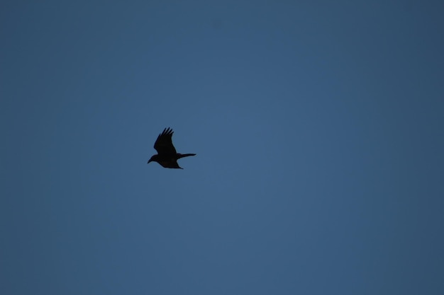 Photo corneille d'amérique volant dans un ciel bleu clair