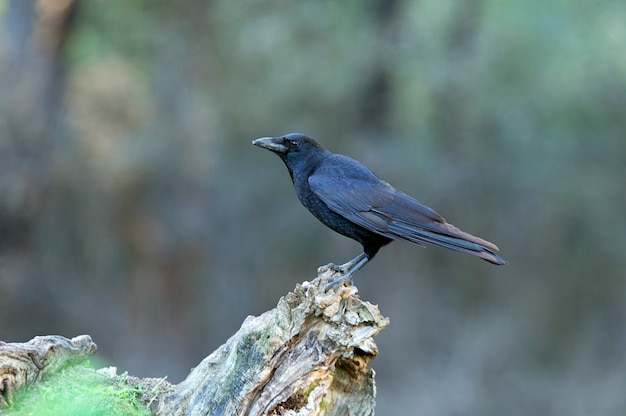 Corneille noire avec les dernières lumières du coucher du soleil par une froide journée d'hiver dans une forêt de pins