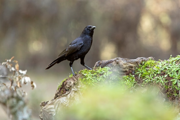 Corneille noire avec les dernières lumières du soir dans une forêt de pins