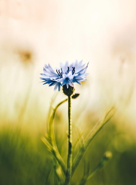 Photo le cornflower bleu fleurissant sur le champ