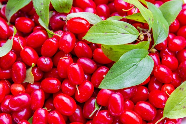 Cornouiller - une baie rouge poussant dans le jardin et dans la forêt.