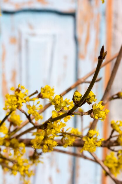 Cornouiller florifère jaune