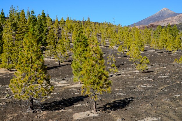 Corona Forestal dans le parc national du Teide Tenerife avec pin des Canaries