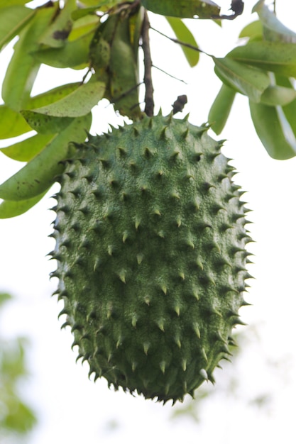 Corossol fruits exotiques mûrs.