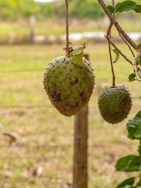 Corossol vert Fruit de l'espèce Annona muricata avec mise au point sélective