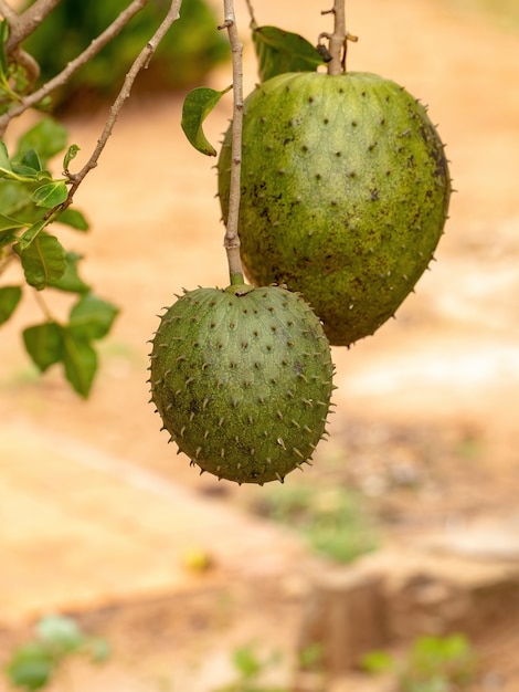 Corossol vert Fruit de l'espèce Annona muricata avec mise au point sélective