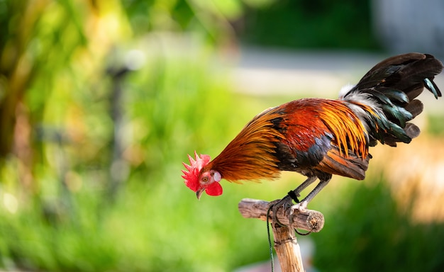 Corps entier de coq ou de poulet adulte à la ferme.