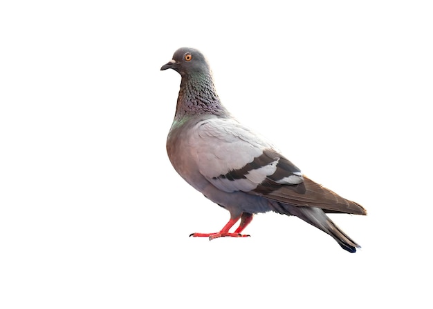 Corps entier d'oiseau pigeon debout isoler sur fond blanc