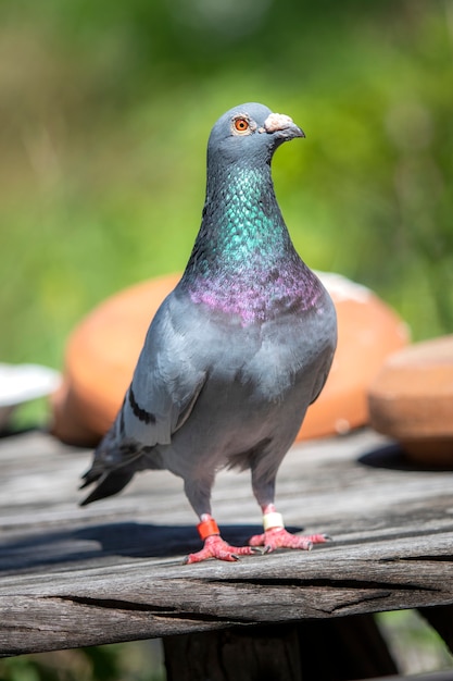 Photo corps entier de pigeon course automobile mâle debout sur le loft de la maison