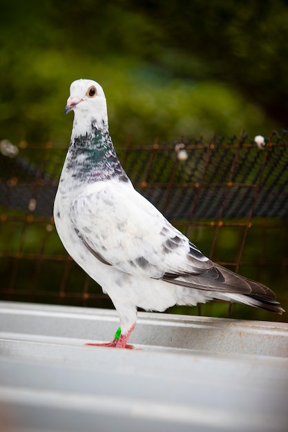 Corps entier de pigeon voyageur debout sur le toit du loft