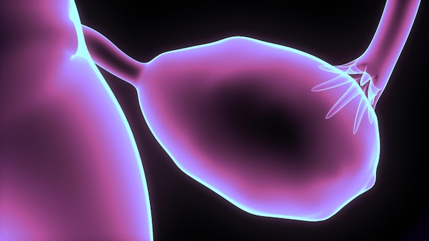 corps humain système reproducteur féminin illustration 3D