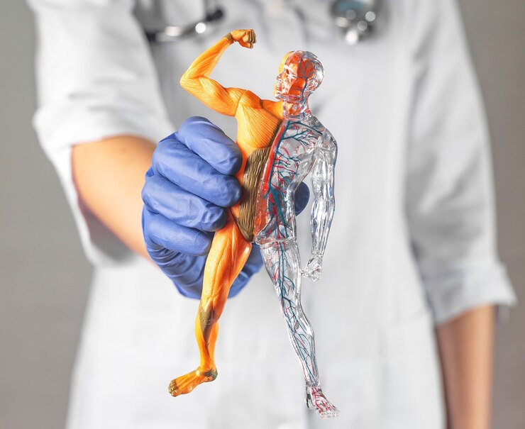 Photo corps humain avec des systèmes circulatoires musculaires et sanguins dans l'étude de l'anatomie en gros plan des mains du médecin