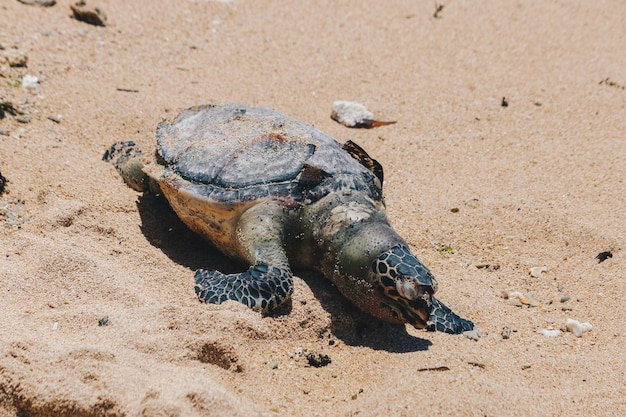 Corps de tortue de mer morte sur la plage de sable