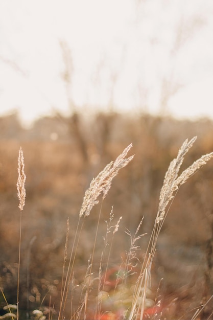 Cortaderia selloana grande herbe pampas à la mode se balançant majestueusement dans le vent contre le champ du coucher du soleil.