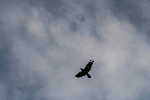 Corvus corax le grand corbeau est une espèce de passereau de la famille des corvidés