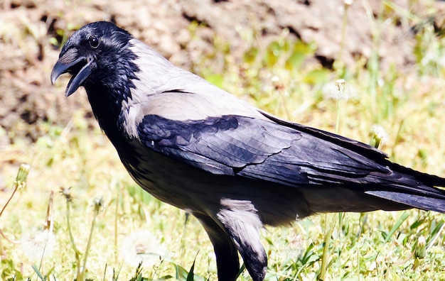 Corvus corone oiseau avec noix