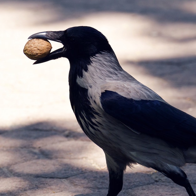 Corvus corone oiseau avec noix