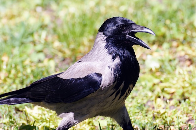 Corvus corone oiseau avec noix