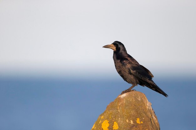 Photo corvus frugilegus, oiseau unique sur le rocher de northumberland