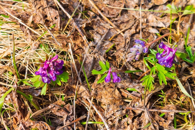 Corydalis fleurit dans une clairière de la forêt