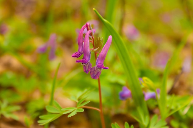 Corydalis fleurit dans une clairière de la forêt