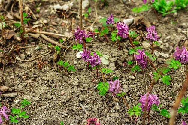 Corydalis solida sur un jardin Plante printanière traditionnelle dans la forêt du nord de l'Europe et de l'Asie