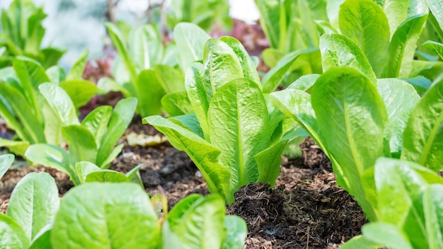 Cos laitue dans le potager.