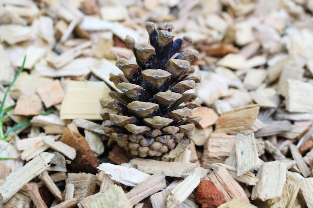 Photo cose instantané d'une pomme de pin sur une sciure de wopden