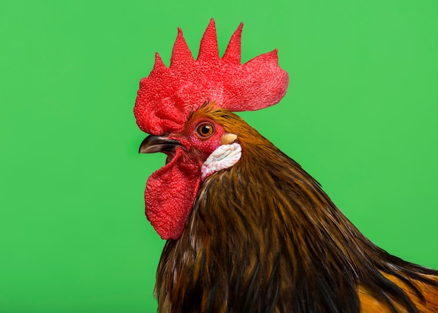 Cose-up d'un coq Bassette sur fond vert