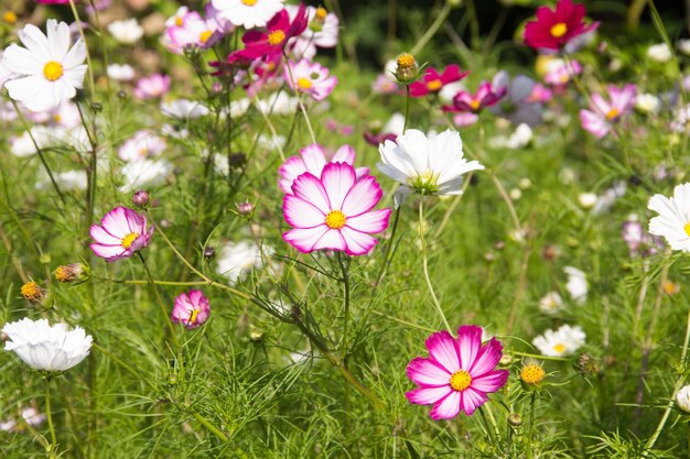 Cosmée. Fleurs d'été. Fleurs colorées comme des marguerites. Fleurs sur fond vert. Nature d'été.