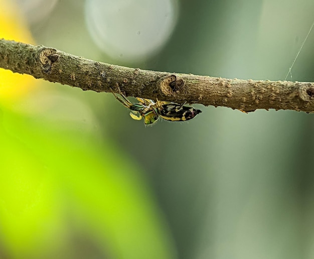 Cosmophasis est un genre d'araignées de la famille des Salticidae