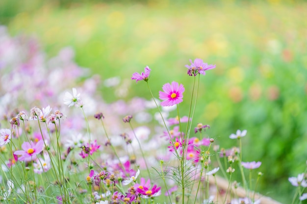 Cosmos beaucoup de couleurs dans mon jardin