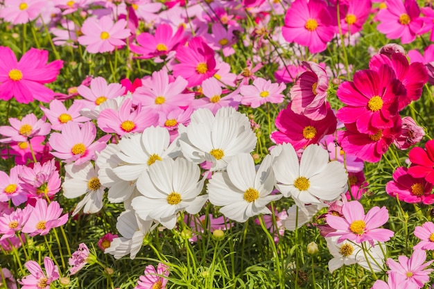 Cosmos de belles fleurs sur fond doucement flou