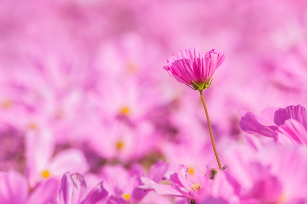 Cosmos de belles fleurs sur fond légèrement flou