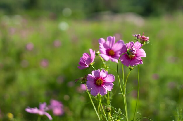 Cosmos bipinnatus dans le jardin à Chiyaphum en Thaïlande.