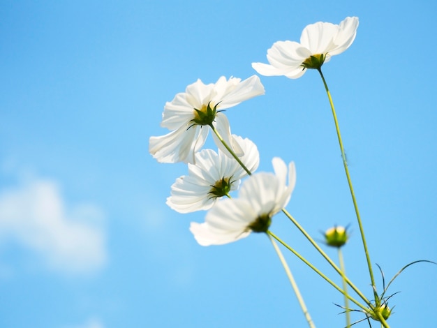 Cosmos blanc sur fond de ciel bleu